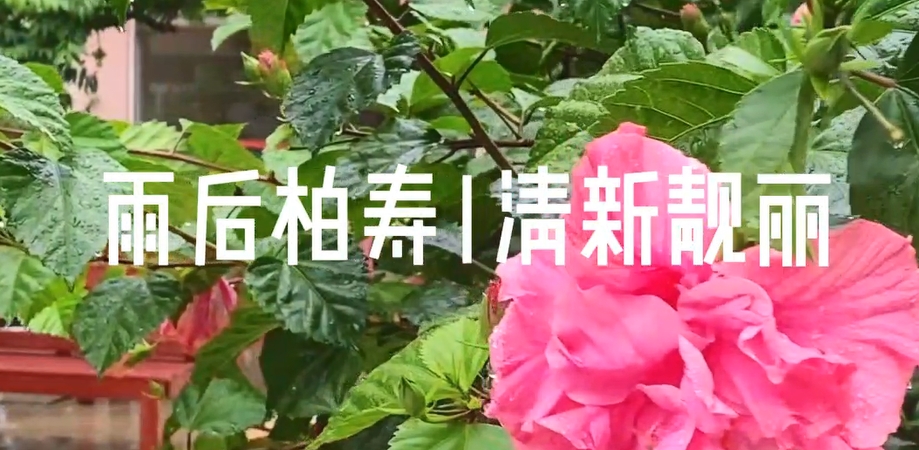 实拍:雨后的柏寿老年公寓,绿意盎然,生机勃勃